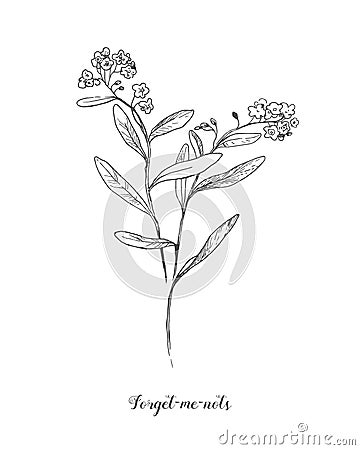 Vector outline Forget me not or Myosotis flower, bud, leaves and bunch in black isolated on white background. Wild plant Vector Illustration