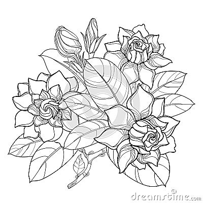 Vector outline Gardenia flower bunch, bud and ornate leaves in black isolated on white background. Bouquet with tropical flowers. Vector Illustration