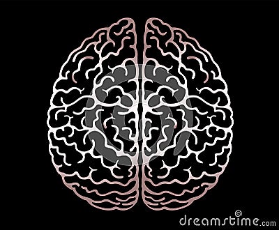 Vector Outline Illustration Of Human Brain On Black Background. Cerebral Hemispheres.Convolutions Of The Mind Brain. Vector Illustration