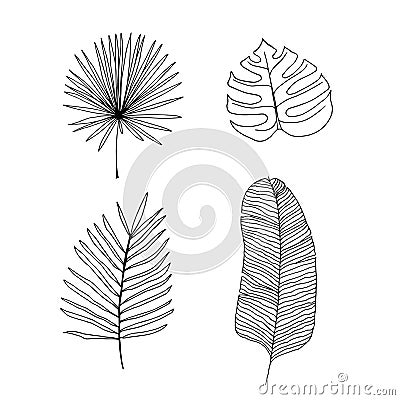 Vector outline illustration of tropical plants. Hand drawn set of different palm leaves Vector Illustration