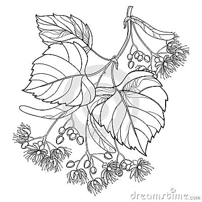 Vector outline Linden or Tilia or Basswood flower bunch, bract, fruit and ornate leaf in black isolated on white background. Vector Illustration