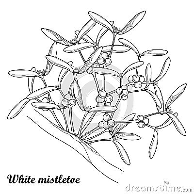 Vector outline Mistletoe or Viscum album on the tree in black isolated on white background. Bunch with leaves and berry. Vector Illustration