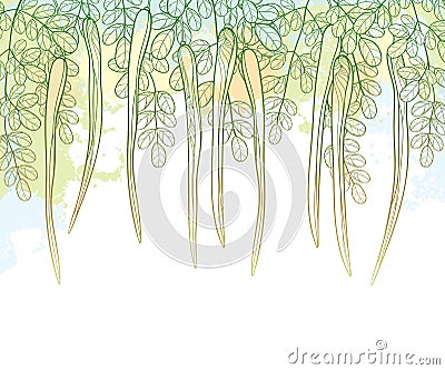 Vector outline Moringa oleifera or Drumstick or Horseradish branch with pods and ornate foliage in pastel green color. Vector Illustration