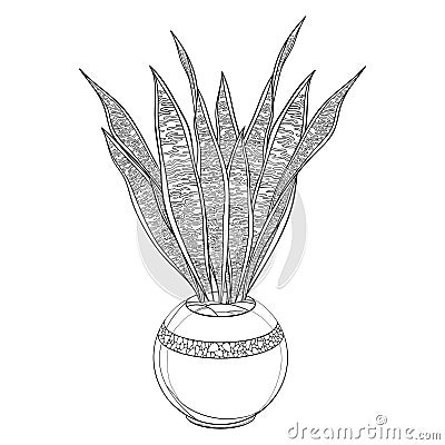 Vector outline Sansevieria trifasciata or snake plant or mother-in-law`s tongue leaves bunch in flowerpot in black isolated. Vector Illustration