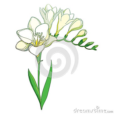 Vector outline white Freesia flower bunch with bud and green leaves isolated on white background. Fragrant plant Freesia. Vector Illustration