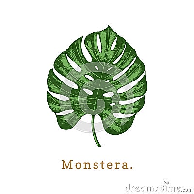 Vector palm leaf illustration on white background.Poster with Monstera. Vector Illustration