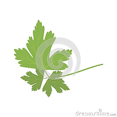 Vector parsley illustration isolated in cartoon style. Herbs and Species Series. Vector Illustration