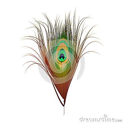 Vector Peacock Feather Isolated on White Vector Illustration