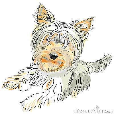 Vector Pedigreed dog Yorkshire terrier Vector Illustration