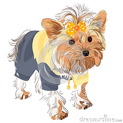 Vector Pedigreed dog Yorkshire terrier Vector Illustration