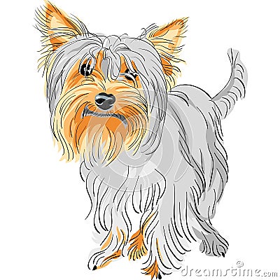 Vector Pedigreed dog Yorkshire terrier Vector Illustration