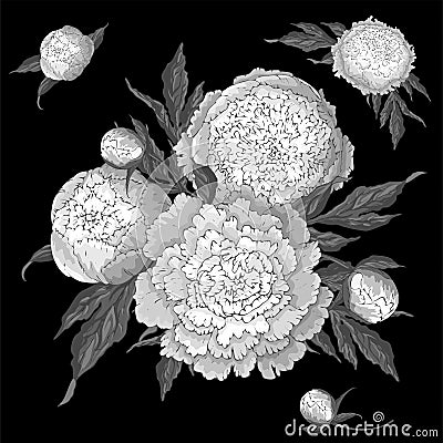 Vector peonies. Set of isolated monochrome white flowers. Bouquets of flowers on a black background. Template for floral Vector Illustration