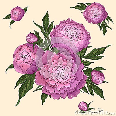 Vector peonies. Set of isolated pink-lilac flowers. Vector Illustration