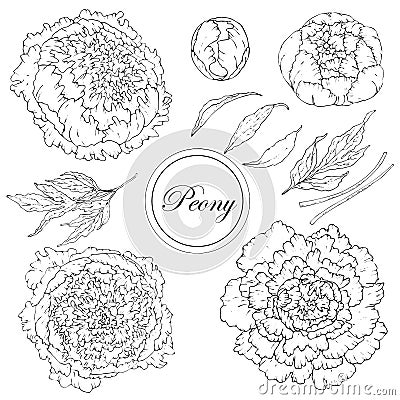 Vector peonies. Set of isolated silhouettes of flowers on a white background. Template for floral decoration, fabric design, Vector Illustration