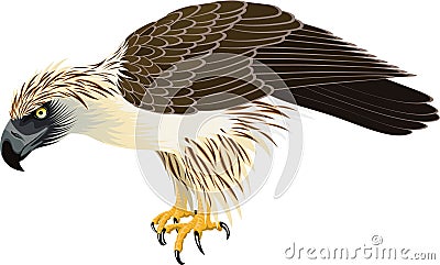 Vector philippine Eagle - Pithecophaga jefferyil Vector Illustration