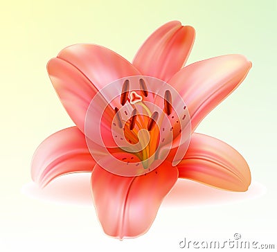 Vector photo-realistic pink lily Vector Illustration