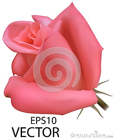 Vector photo-realistic rose. Pink rose isolated on white background Stock Photo