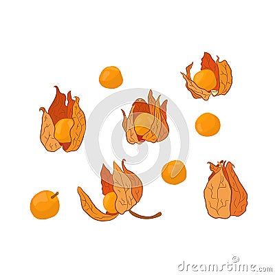 Physalis colored set Vector Illustration