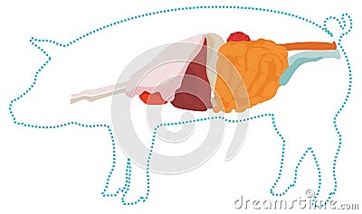 Vector pig anatomy. digestive system. Vector Illustration