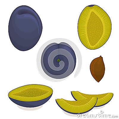 Vector plum. Sliced, whole, half plum Vector Illustration