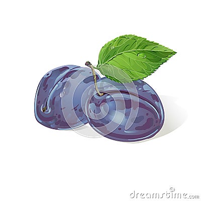 Vector plums with leaves Vector Illustration