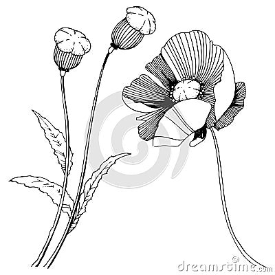 Vector poppy. Floral botanical flower. Wild spring leaf wildflower isolated. Vector Illustration