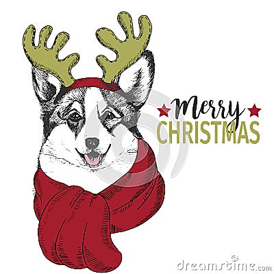 Vector portrait of Christmas dog. Welsh corgi dog wearing deer horn rim and scarf. Use for greeting card, decoration. Vector Illustration