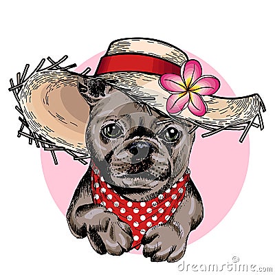 Vector portrait of French bulldog dog wearing straw hat, flower and polka dot bandana. Summer fashion illustration. Hand Vector Illustration