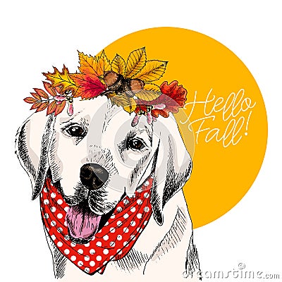 Vector portrait of Labrador retriever dog wearing autumn leaves crown. Hello fall illustration. Oak, maple, chestnut Vector Illustration