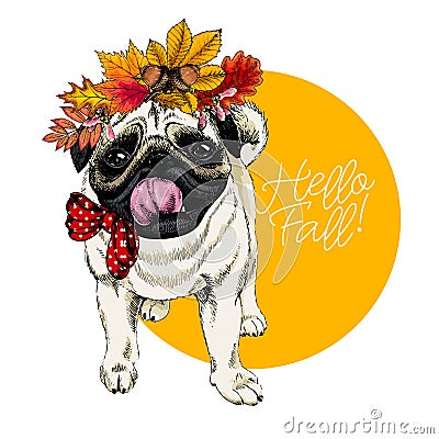 Vector portrait of Pug dog wearing autumn leaves crown. Hello fall illustration. Oak, maple, chestnut, rowen. Hand drawn Vector Illustration