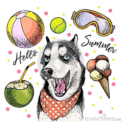 Vector portrait of Siberian husky dog. Hello summer cartoon illustration. Coconut cocktail, balls, ice cream. Hand drawn Vector Illustration