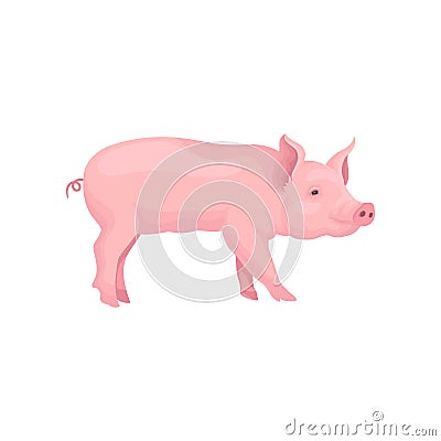 Vector portrait of standing pig, side view. Domestic animal with pink skin, swirling tail, flat snout and hooves Vector Illustration