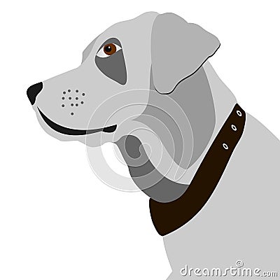 Vector Portrait of white Labrador retriever Vector Illustration