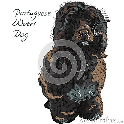 Vector Portuguese Water Dog Vector Illustration