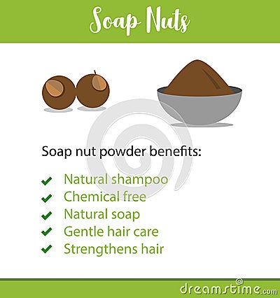 A vector poster or informative leaflet of an Indian herb, it`s powder and benefits - Soap berries/ soap nuts - Vector Stock Photo