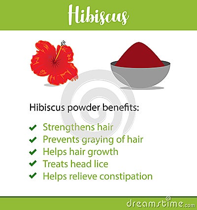 A vector poster or informative leaflet of an Indian herb, it`s powder and benefits - Hibiscus/ shoe flower - Vector Stock Photo