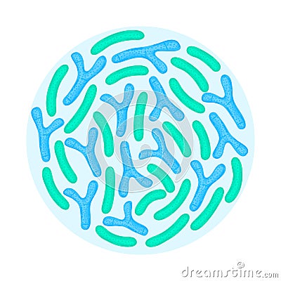 Vector probiotics in circular shape. Bifidobacterium, lactobacillus. Lactic acid bacterium Vector Illustration