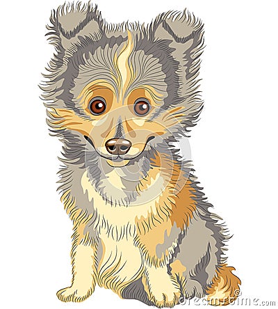 Vector Puppy Shetland Sheepdog, Sheltie smile Vector Illustration