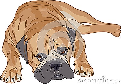 Vector Purebred Bullmastiff Vector Illustration