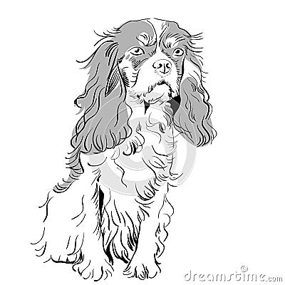 vector Purebred dog Cavalier King Charles Spaniel Vector Illustration