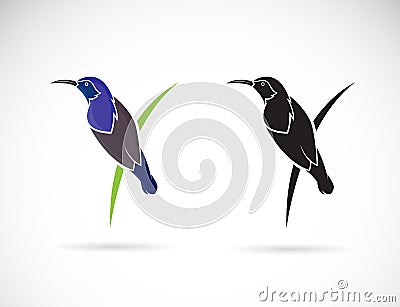 Vector of Purple SunbirdMale on white background. Cinnyris asiatica Birds logo or icon. Bird. Animal Vector Illustration