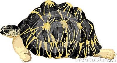 Vector radiated tortoise illustration on white Vector Illustration