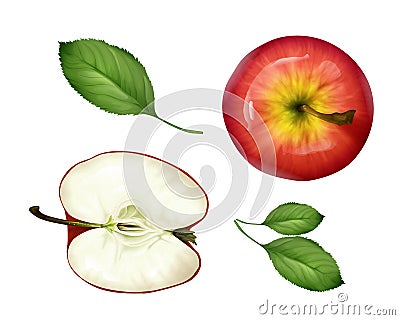 Vector realistic apple half, leaves set top view Vector Illustration