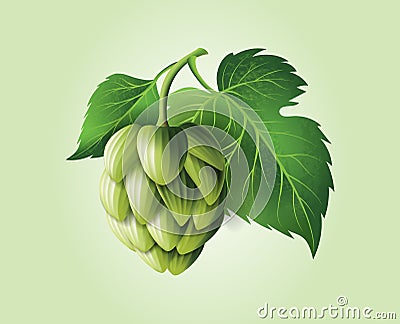 Vector realistic beer green hop cones, leaves with stem. Isolated illustration on a color background. Vector Illustration