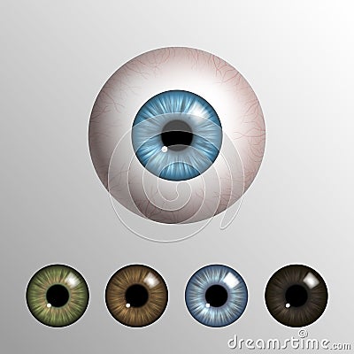 Vector realistic 3d human eyeball with natural colored iris set Vector Illustration