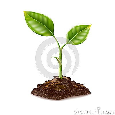 Vector realistic green seedling grows in soil Vector Illustration