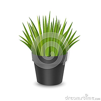 Vector realistic houseplant in a pot. Ornamental houseplant. Vector EPS 10 format Cartoon Illustration