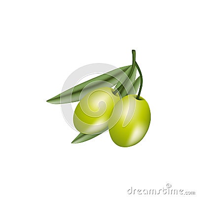Vector realistic illustration of green branches of olives isolated on white background. Design for olive oil, natural cosmetics Cartoon Illustration