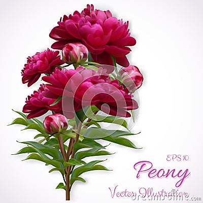 Vector realistic illustration of pion branch isolated on white background. Flowers of dark red peony Vector Illustration