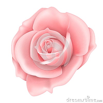 Vector realistic image of a pink rose flower Vector Illustration